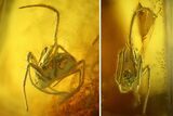 Fossil Spider (Araneae) in Baltic Amber #142190-1